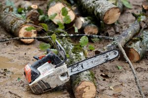 signes arbre mort