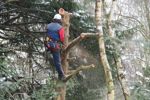 période élagage arbres Ain élagueur Bourg-en-Bresse