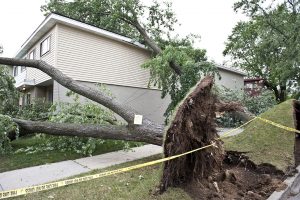 arbre penché après tempête