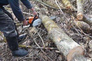 autorisation abattage arbre